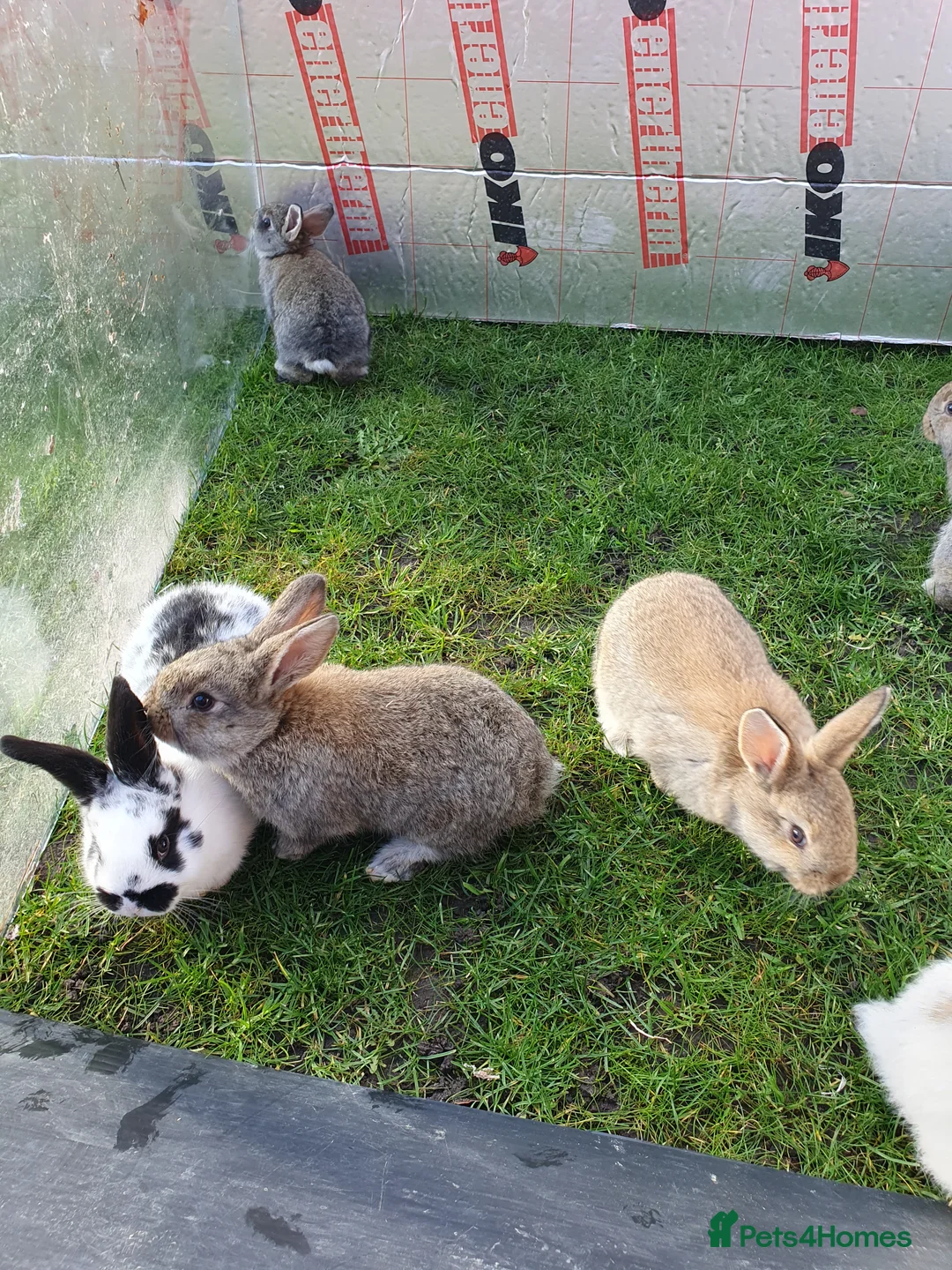 Mixed Breed rabbits for sale: Rabbits for sale  - Advert 6