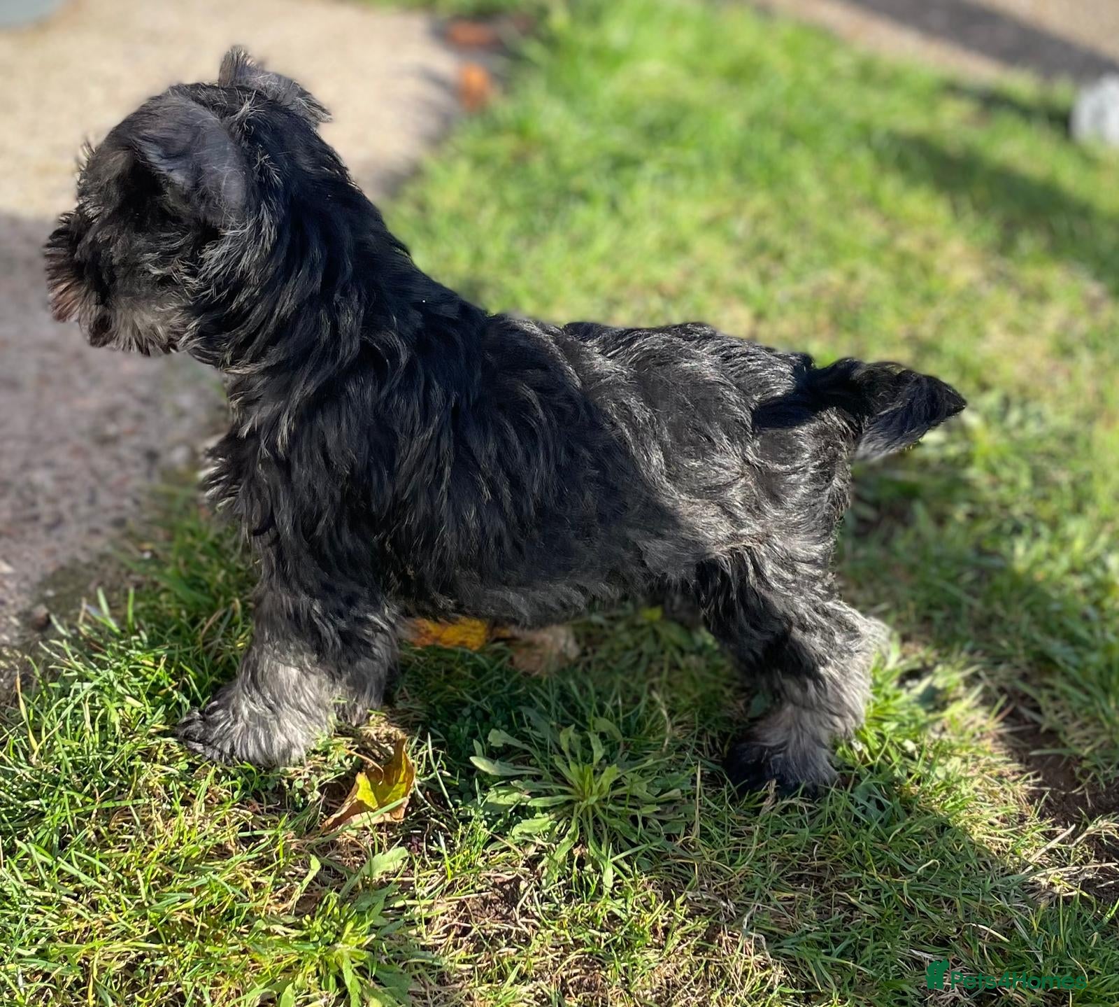 Miniature Schnauzer dogs KC Pedigree Mini Schnauzer - Advert 8