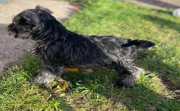 Miniature Schnauzer dogs KC Pedigree Mini Schnauzer - Advert 2