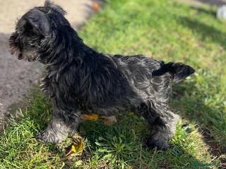 Miniature Schnauzer dogs KC Pedigree Mini Schnauzer - Advert 4