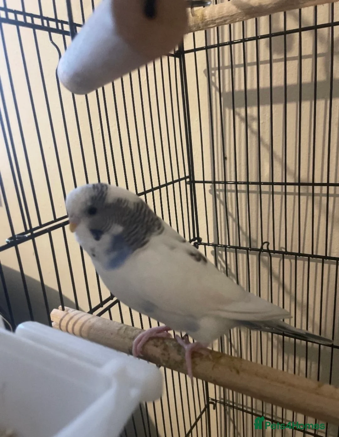 Budgerigars birds for sale: Lonely beautiful budgies (Sold together) - Advert 10