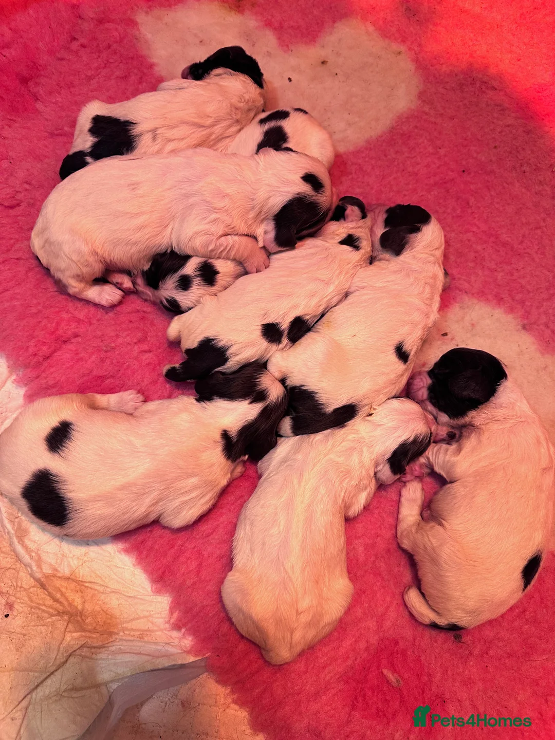 English Springer Spaniel dogs for sale: KC registered springer spaniel puppies  - Advert 4