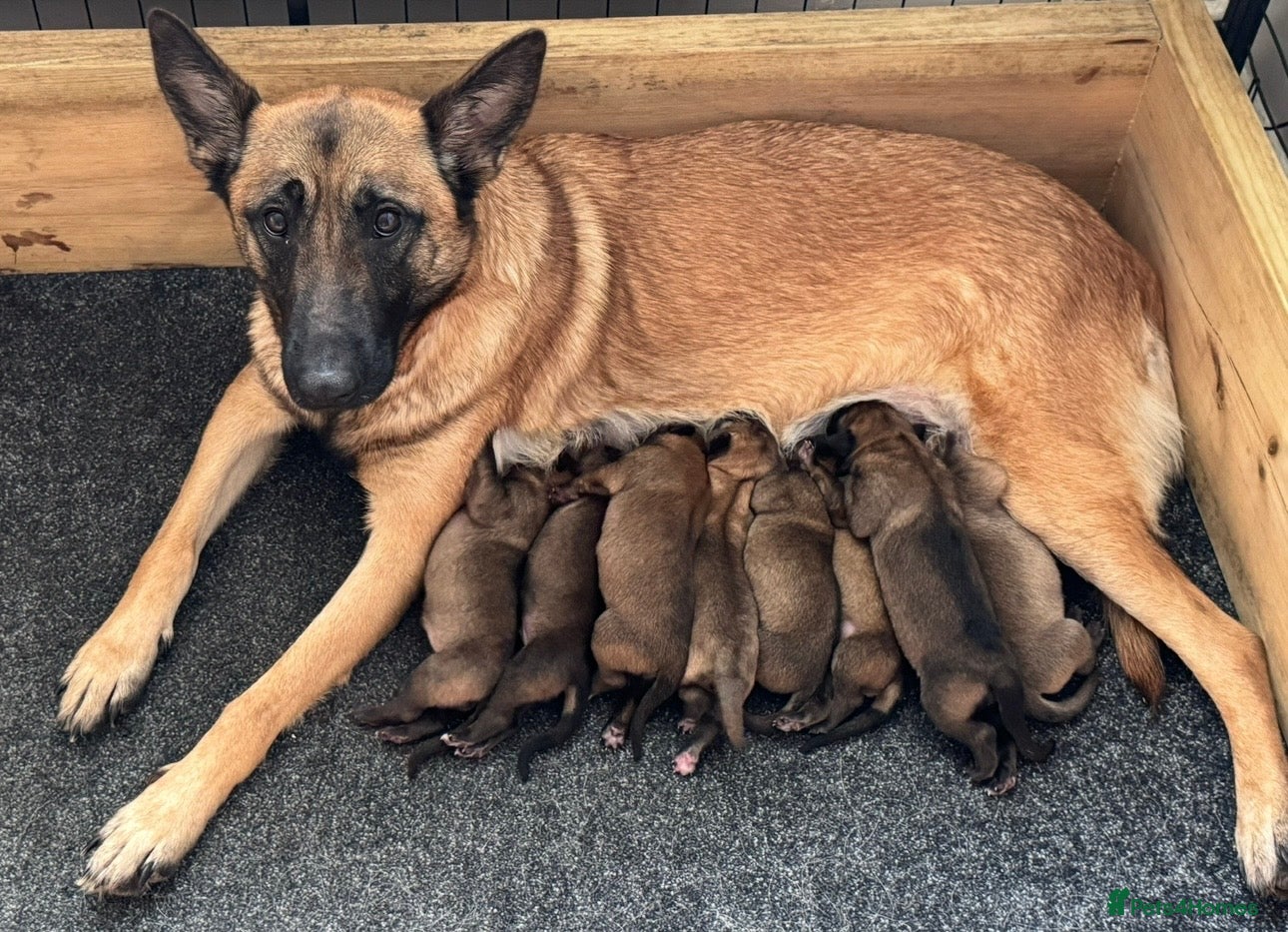 Belgian Shepherd Dog dogs Belgian Malinois Pups Ready To Leave 23rd March  - Advert 2
