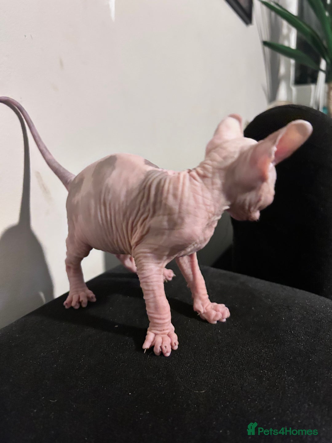 Sphynx cats for sale: Beautiful cats sphynx - Advert 9