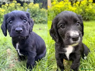 Cocker Spaniel dogs 2 BOYS - KC Working Cocker Spaniel Puppies - Advert 5