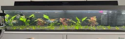 Angelfish fish for sale: Breeding Group Angelfish  - Advert 2