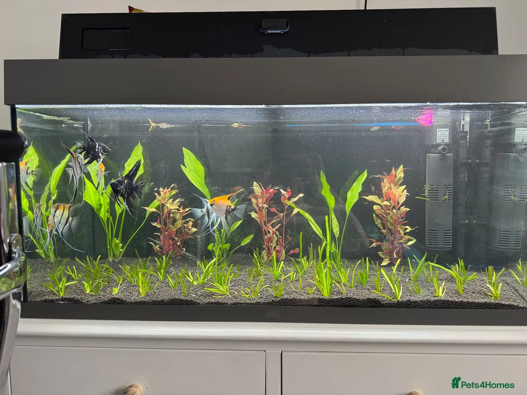 Angelfish fish for sale: Breeding Group Angelfish  - Advert 2