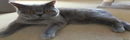 British Shorthair cats for stud: Blue British Shorthair stud, GCCF active - Advert 6
