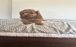 Cavapoo dogs for sale: Health tested cavapoo puppy’s  - Image 24
