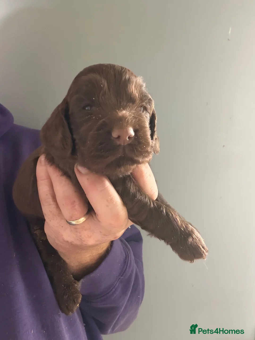Cocker Spaniel dogs for sale: Stunning Cocker Spaniel Pups - Advert 2