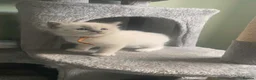 Ragdoll cats for sale: 🐾 GCCF Ragdoll Kittens🐾 READY TO LEAVE - Advert 19
