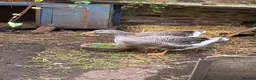 Geese poultry for sale: Dewlap Toulouse  - Advert 3