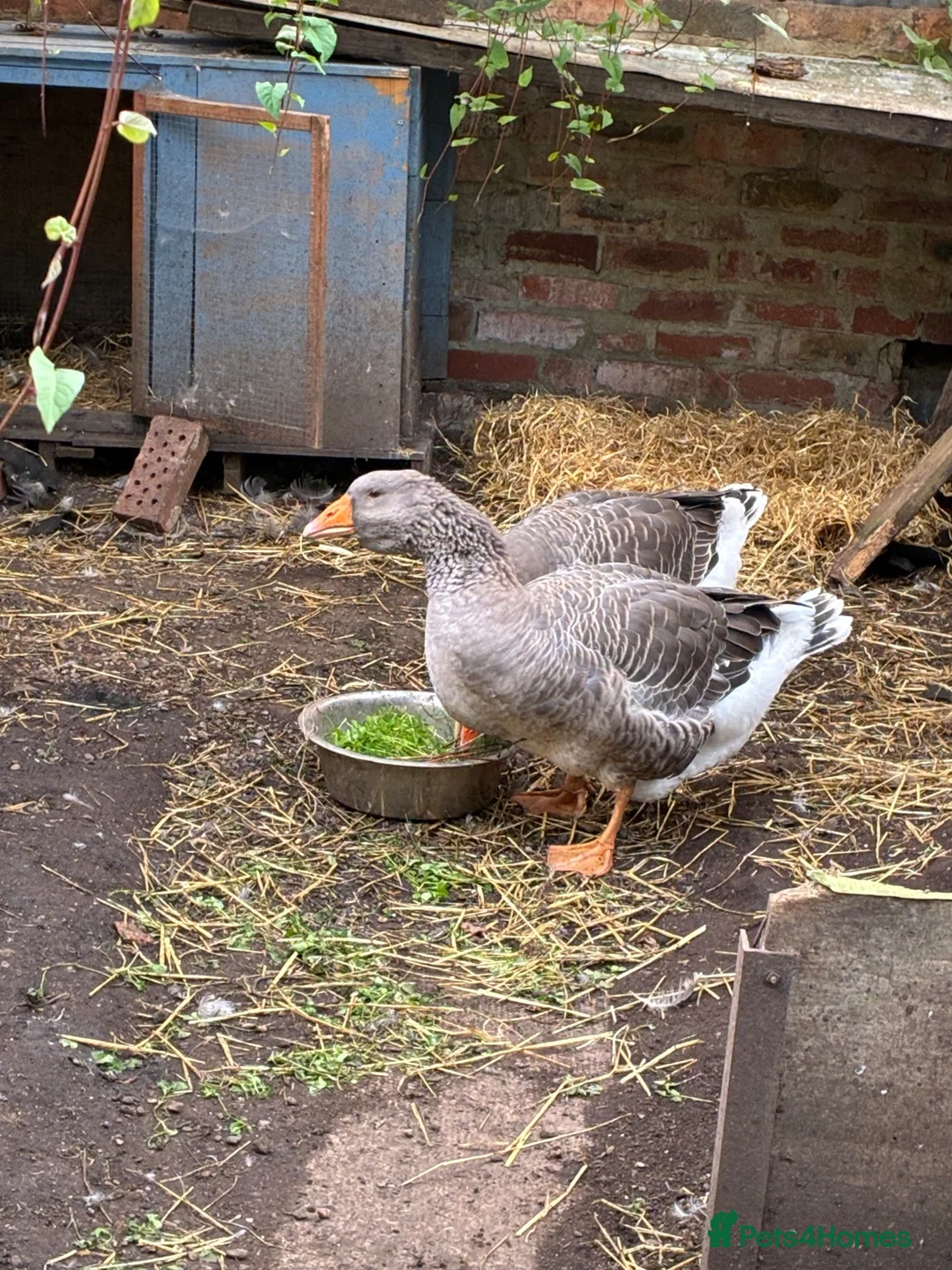 Geese poultry for sale: Dewlap Toulouse  - Advert 3