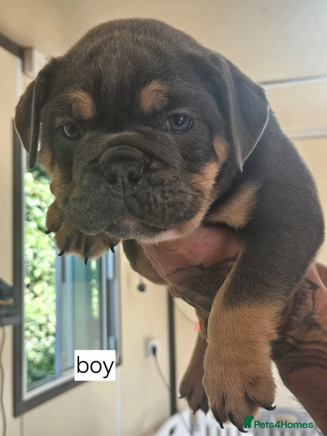 Mixed Breed dogs for sale: Olde English bulldog puppies  - Advert 2