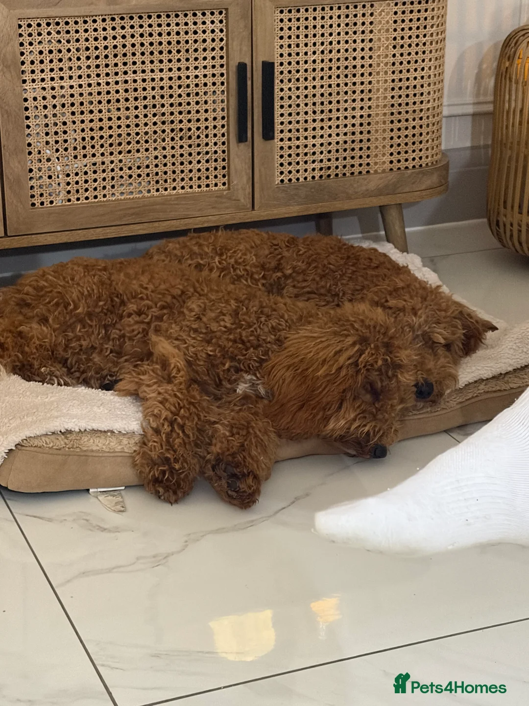 Cockapoo dogs for sale: Two Cockapoo (9 month)  - Advert 17