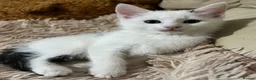 Mixed Breed cats for sale: 6 Lovely Kittens for sale  - Advert 28