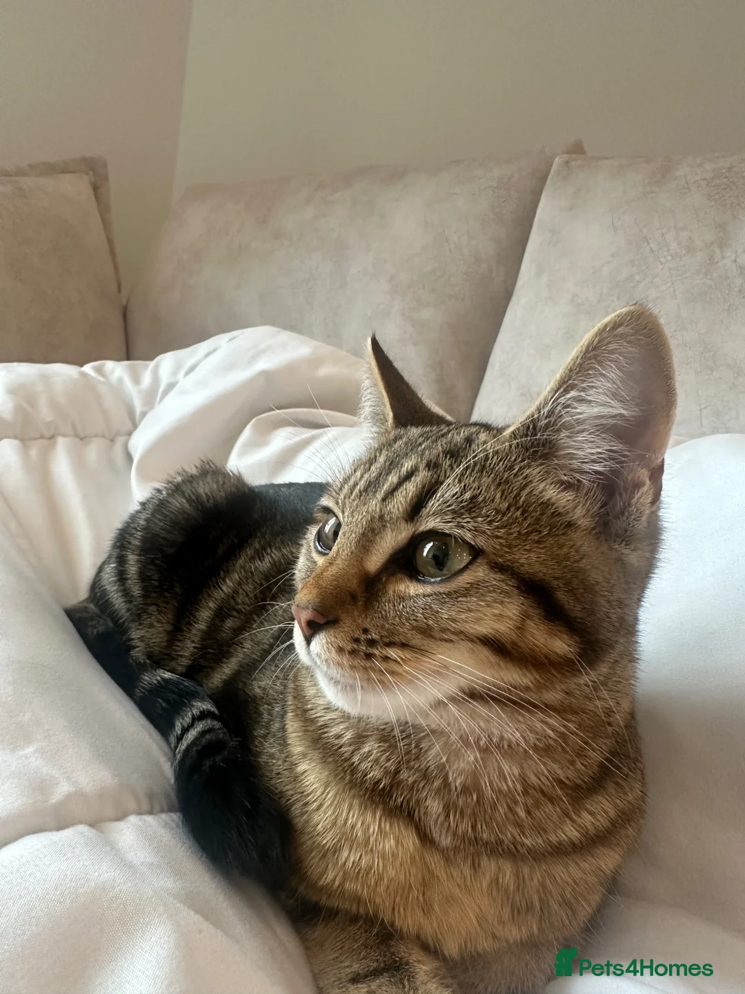 British Shorthair cats for sale: Last kitten for sale - Advert 2