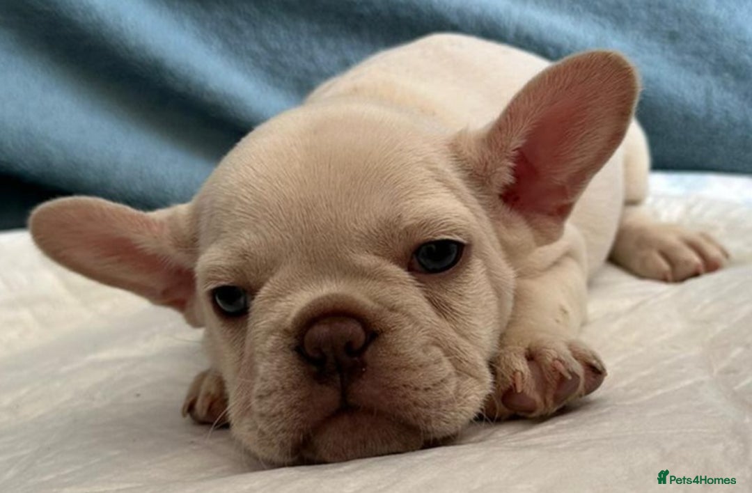 French Bulldog dogs for stud: 5 PANEL HEALTH CLEAR CHARLIE VERY WELL PROVEN! - Image 31