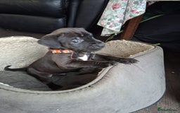 Patterdale Terrier dogs for sale: Patterdale Puppies  - Image 3