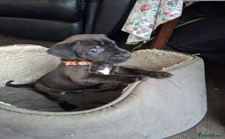 Patterdale Terrier dogs - Advert 2