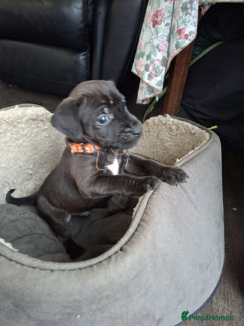 Patterdale Terrier dogs - Advert 2