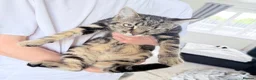 Mixed Breed cats for sale: 5months old kittens  - Advert 3