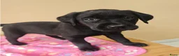 Labrador Retriever dogs for sale: Adorable Black & Yellow Labrador Companions in Paisley - Advert 5