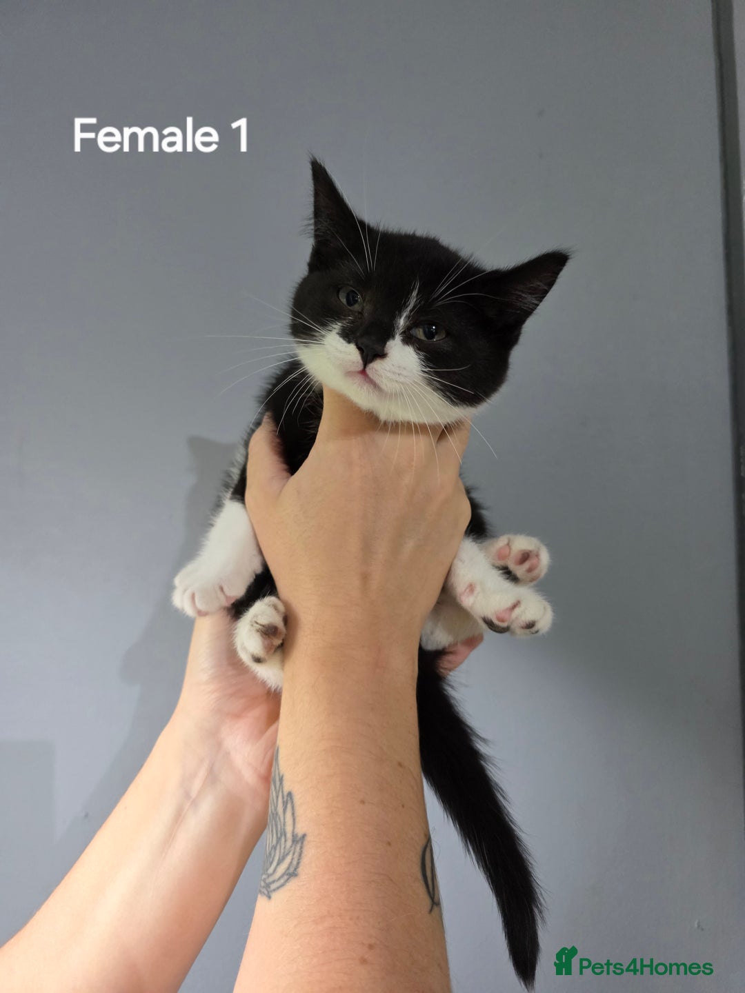 Mixed Breed cats for sale: British short hair cross breed kittens  - Image 2