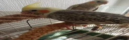 Cockatiels birds for sale: Beautiful hand reared baby cockatiel s for sale  - Advert 1