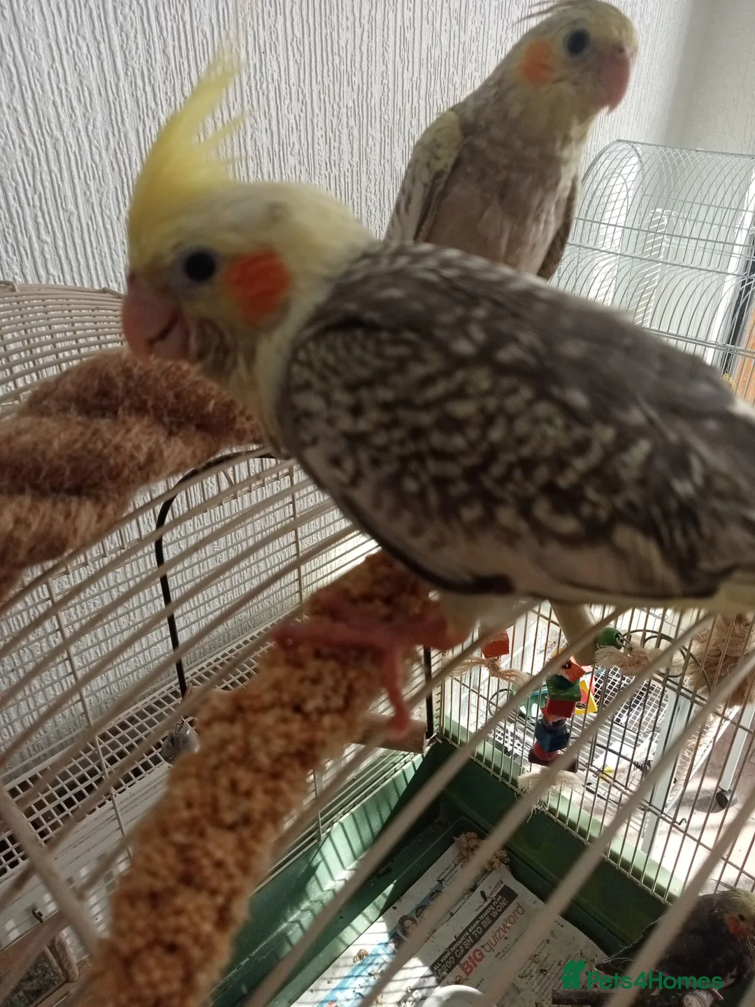 Cockatiels birds for sale: Beautiful hand reared baby cockatiel s for sale  - Advert 1