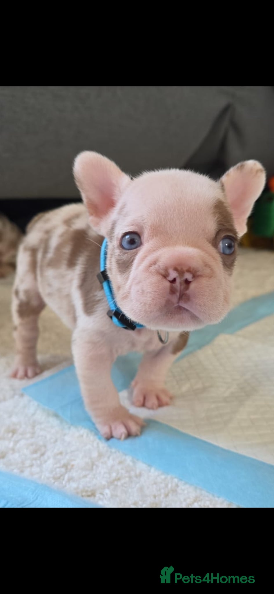 French Bulldog dogs Open for offer FRENCH BULLDOG  - Advert 7