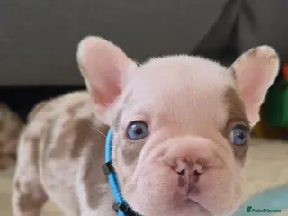 French Bulldog dogs Open for offer FRENCH BULLDOG - Advert 7