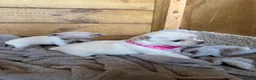 Chihuahua dogs for sale: 🐾Adorable chihuahua puppys ready!! - Advert 18