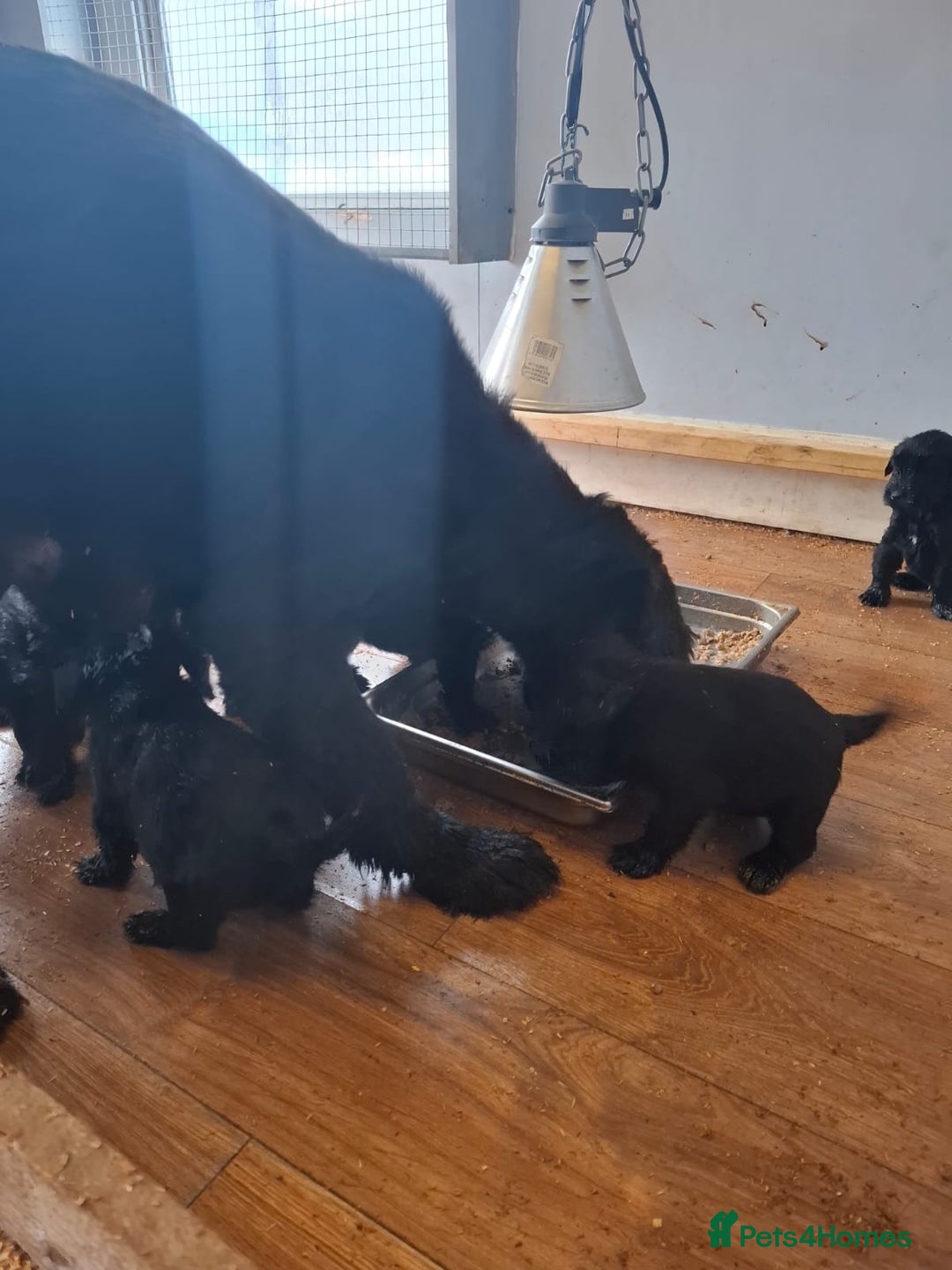 Giant Schnauzer dogs for sale: Giant Schnauzer Puppies  - Advert 3