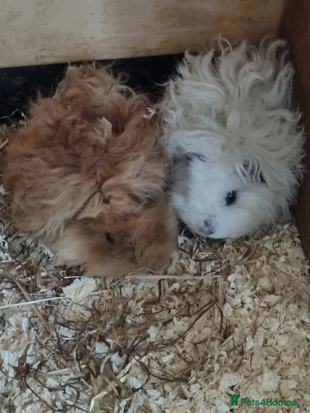 Guinea Pig rodents for sale: Gorgeous baby lunkarya guinea pigs  - Advert 4