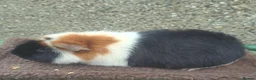 Guinea Pig rodents for sale: Teddy Guinea pigs  - Advert 1