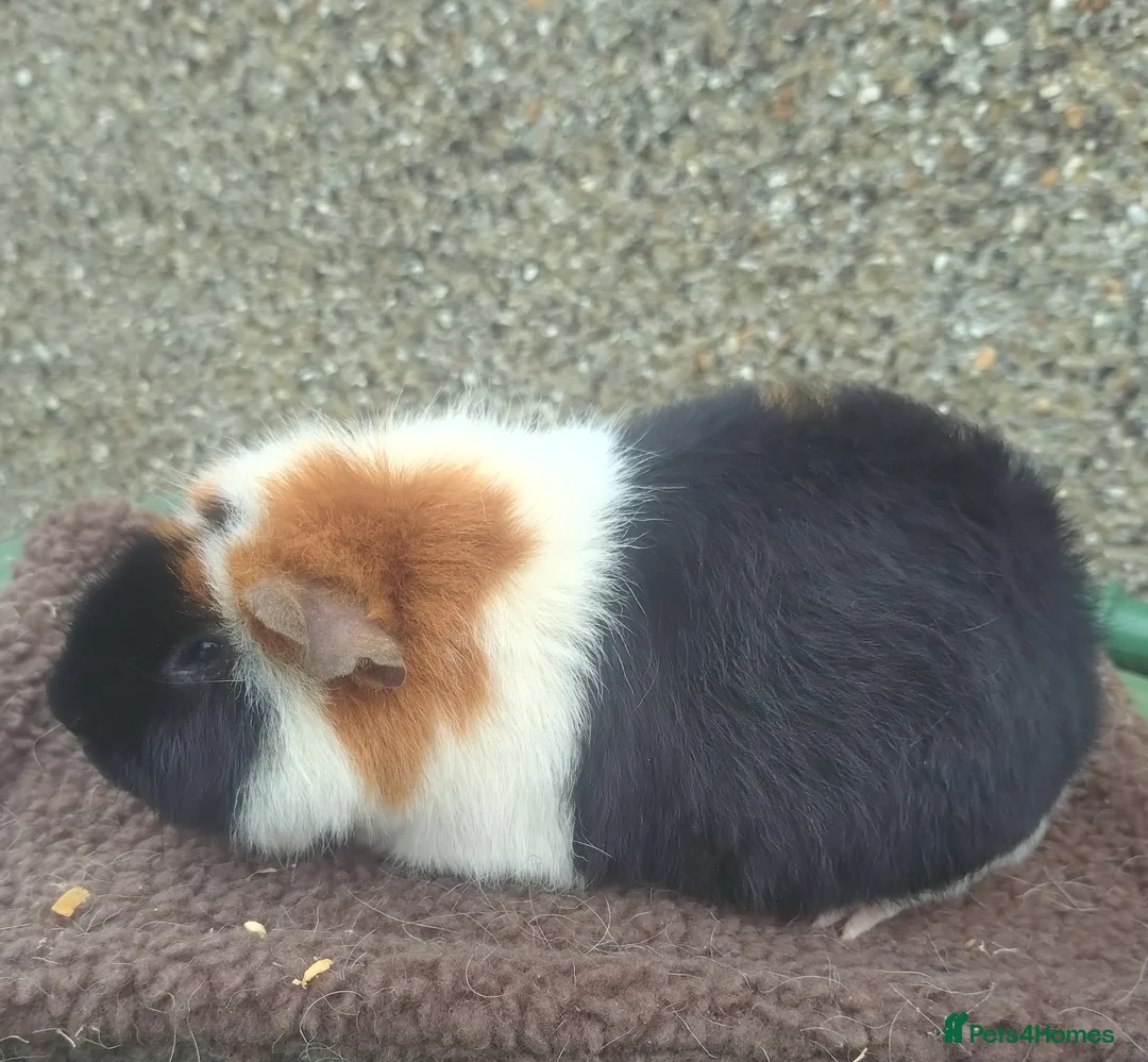 Guinea Pig rodents for sale: Teddy Guinea pigs  - Advert 1