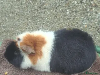 Guinea Pig rodents Teddy Guinea pigs - Advert 20