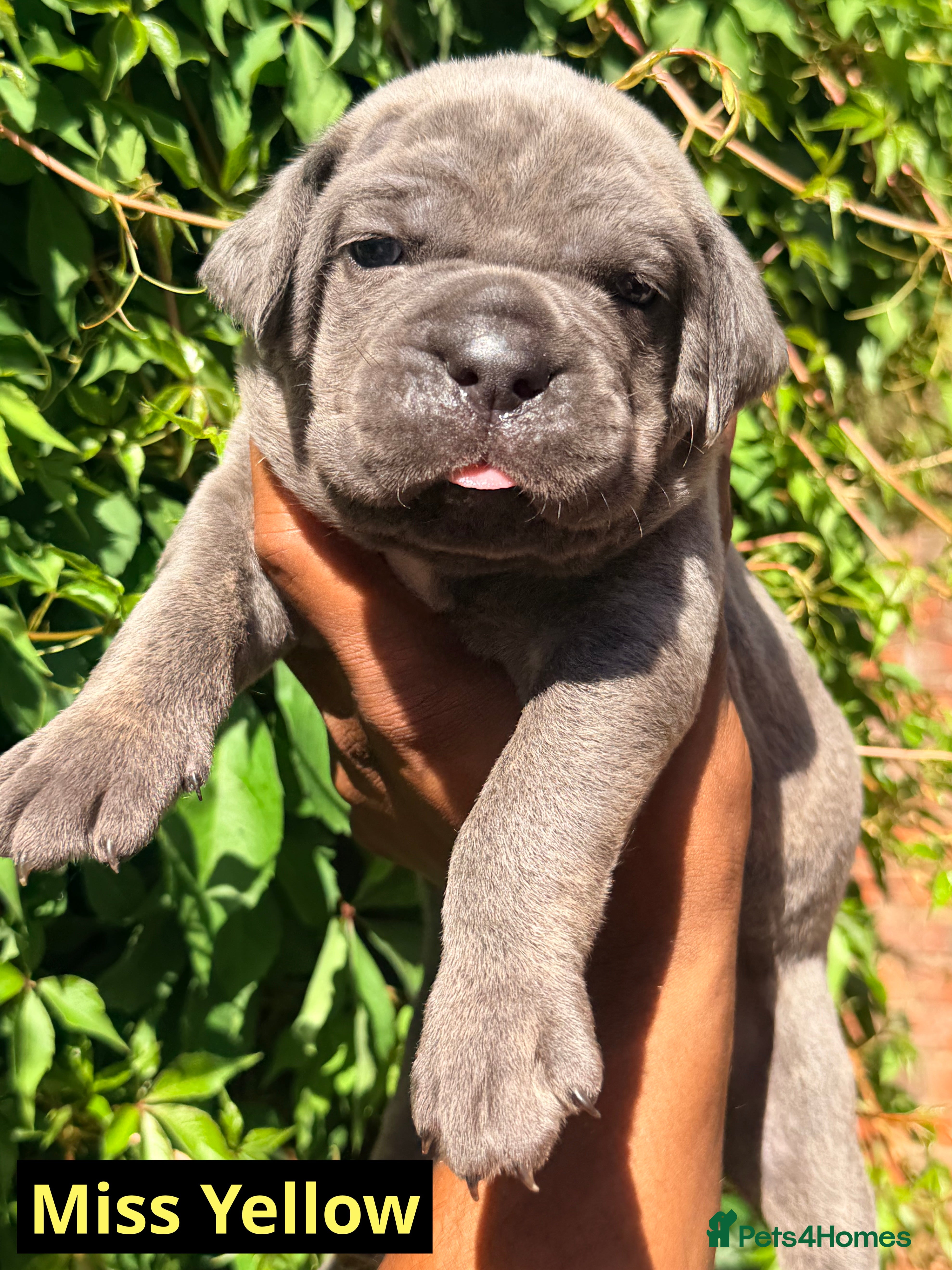Cane Corso dogs Final 3 girls, 1 boy  -health tested parents. - Advert 1