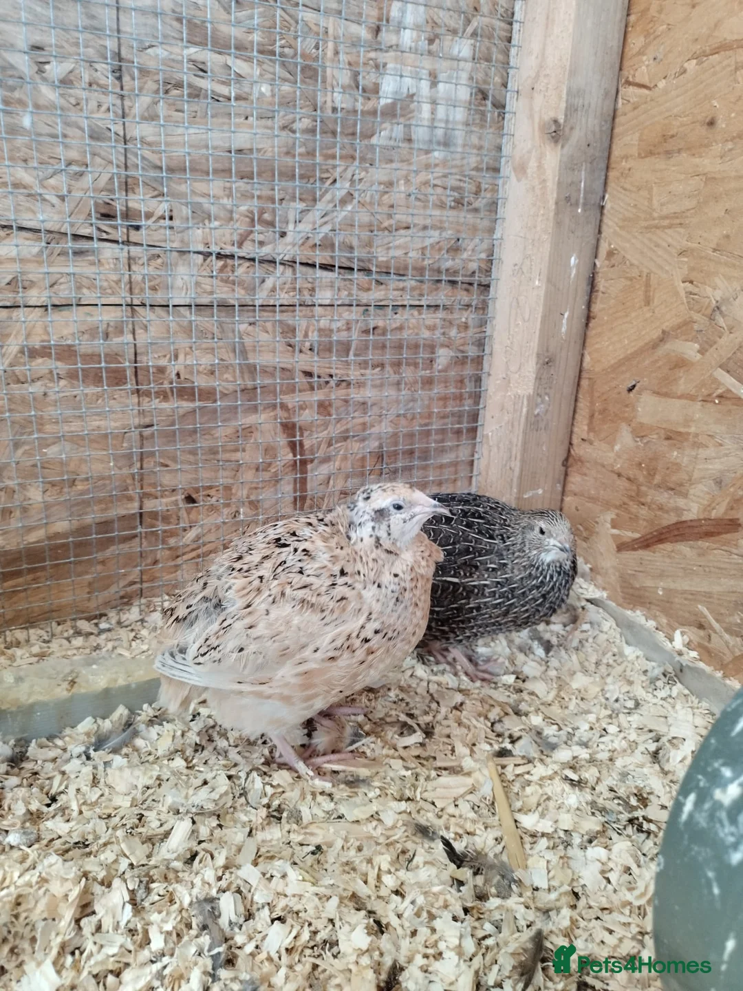 Quail poultry for sale: Coturnix Quail  in Ipswich - Advert 2