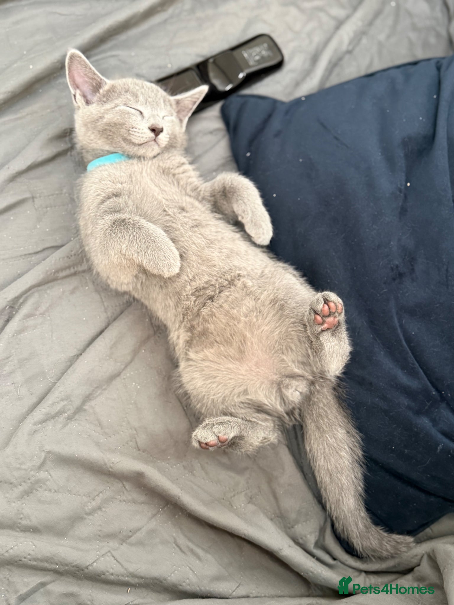 Russian Blue cats for sale: Pure Russian blue kittens with emerald green eyes! in London - Advert 10