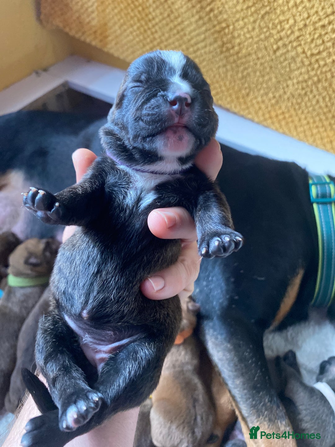 Mixed Breed dogs for sale: Rottweiler  ** taffy puppies - Image 13