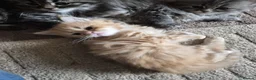 Siberian cats for sale: 5 beautiful Siberian kittens - Advert 3