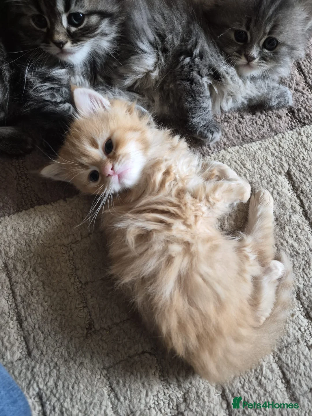 Siberian cats for sale: 5 beautiful Siberian kittens - Advert 3