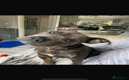 Staffordshire Bull Terrier dogs for sale: Dog for sale  - Image 3