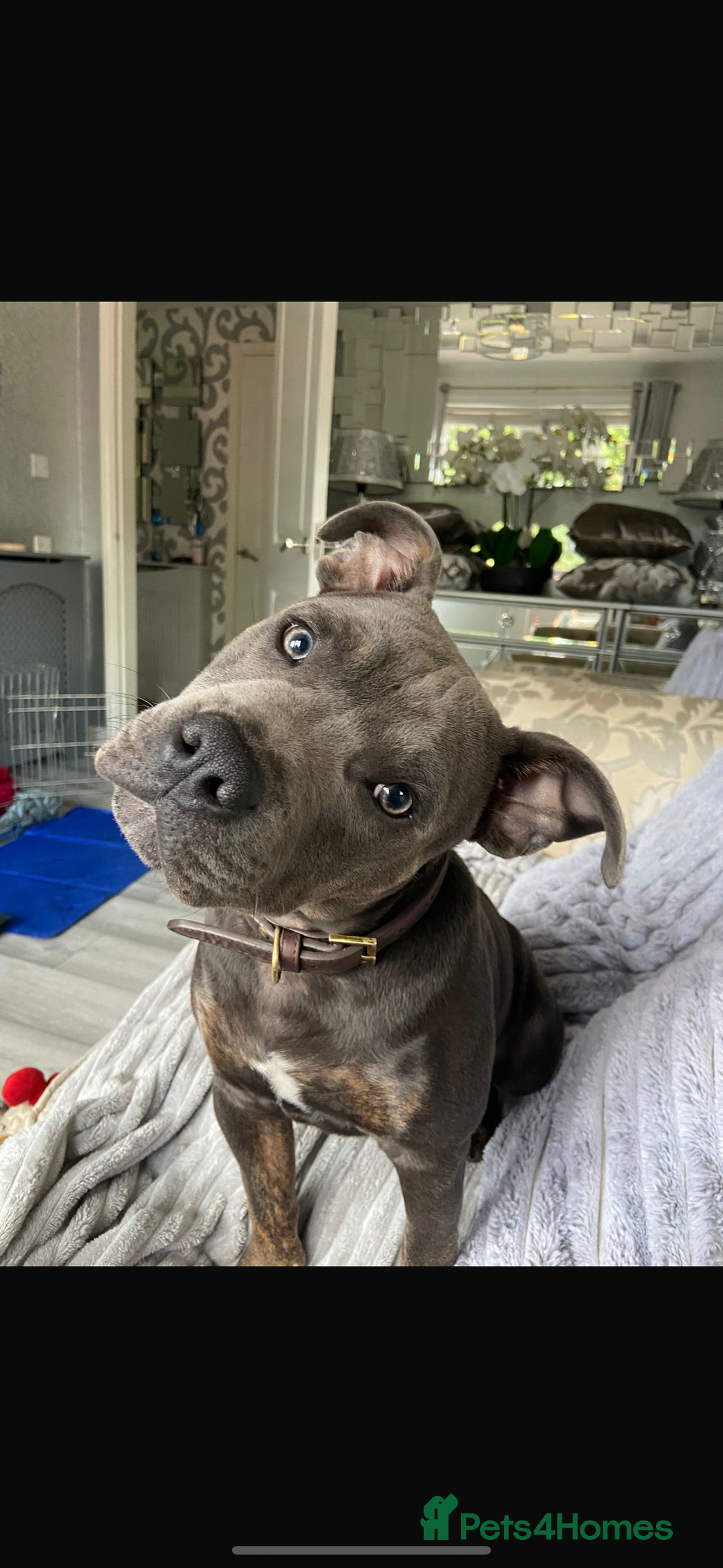 Staffordshire Bull Terrier dogs for sale: Dog for sale  - Image 3