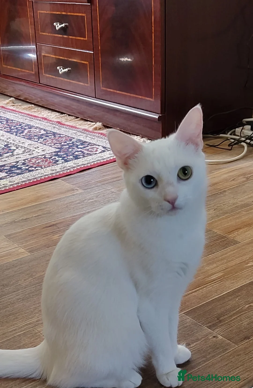 Mixed Breed cats for sale: Kittens Soon Ready for Loving Forever Homes - Advert 2