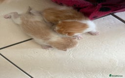 British Shorthair cats for sale: * Cute ginger & white 1 x boy 1 x girl kitten £50* - Image 10