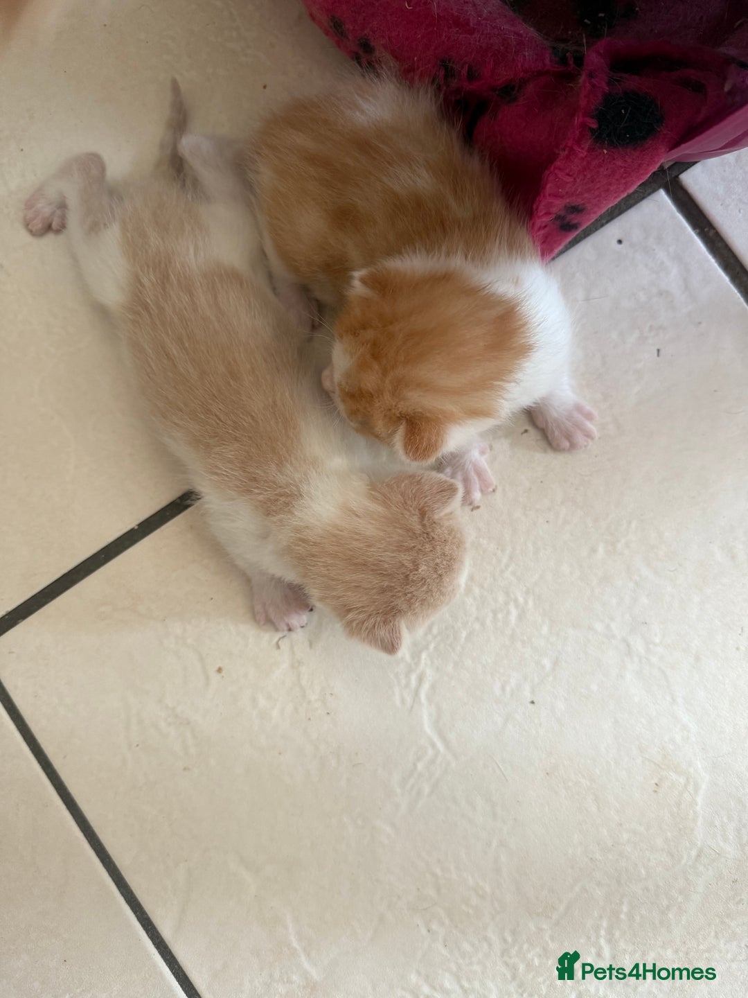 British Shorthair cats for sale: * Cute ginger & white 1 x boy 1 x girl kitten £50* - Image 10