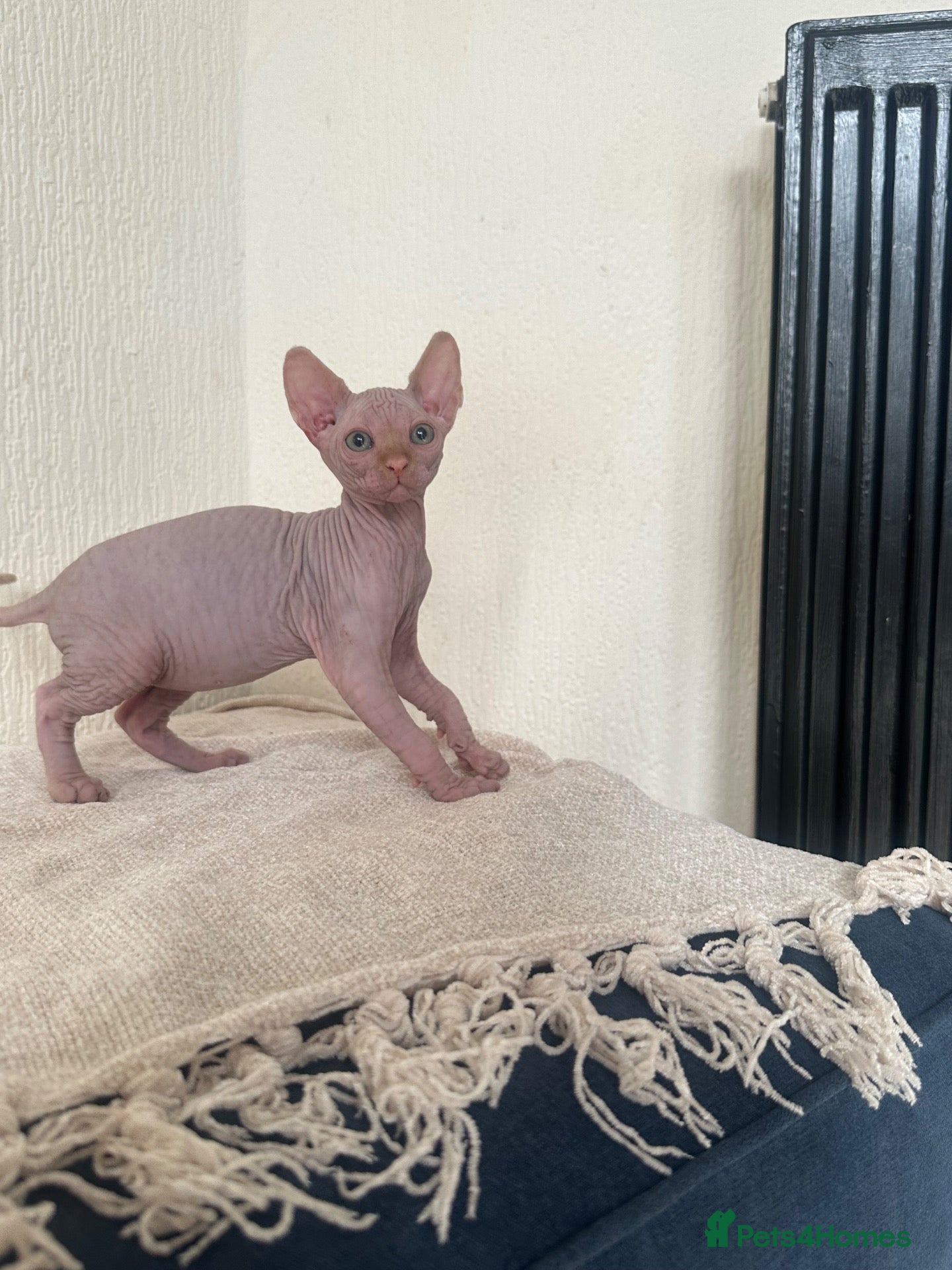 Sphynx cats *REDUCED* Canadian Sphynx kittens  - Advert 4